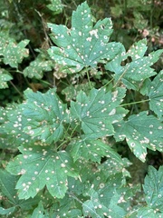 Cristulariella depraedans