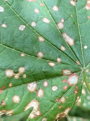 Cristulariella depraedans