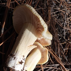 Hygrophorus