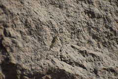 Neuroptera