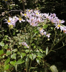 Aster tataricus
