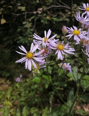 Aster tataricus