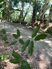 Brosimum alicastrum