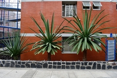 Furcraea macdougallii