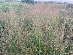 Panicum virgatum