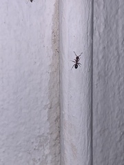 Myrmentoma