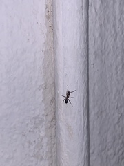 Myrmentoma