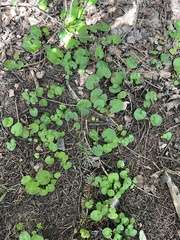 Viola renifolia