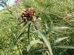 Neolasioptera vernoniae