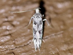 Coleotechnites atrupictella