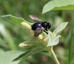 Xylocopa micans
