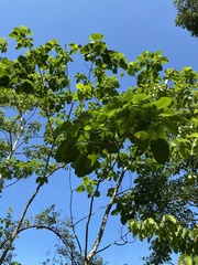 Ceiba