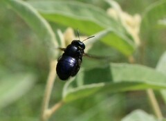 Xylocopa micans