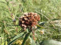 Neolasioptera vernoniae