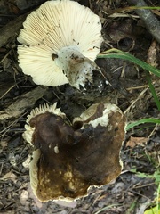 Russula cyanoxantha