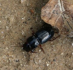 Carabidae