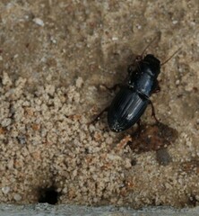 Carabidae