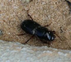 Carabidae