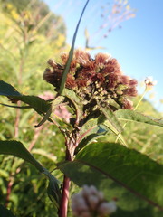 Neolasioptera vernoniae