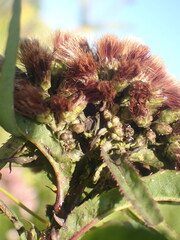 Neolasioptera vernoniae