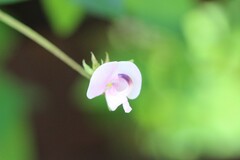 Strophostyles helvola