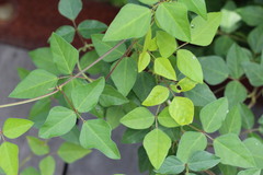 Strophostyles helvola