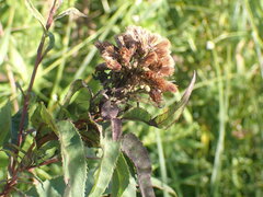 Neolasioptera vernoniae