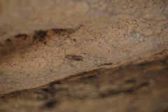 Insecta