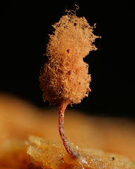 Hemitrichia calyculata