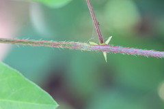 Strophostyles helvola