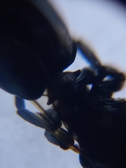 Cephalotes