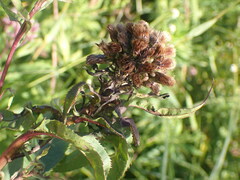 Neolasioptera vernoniae