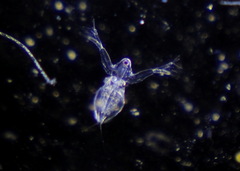 Sididae