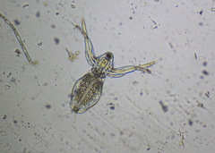 Sididae