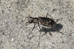 Cicindela repanda