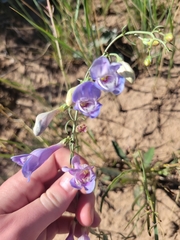 Penstemon comarrhenus