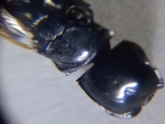 Cephalotes