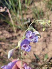 Penstemon comarrhenus