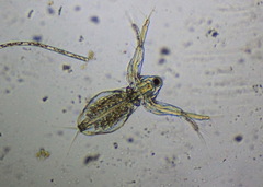 Sididae