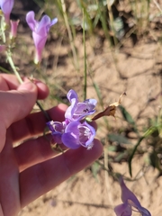 Penstemon comarrhenus