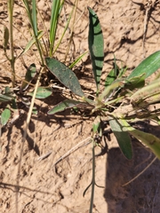 Penstemon comarrhenus