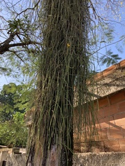 Rhipsalis