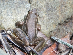 Lithobates pustulosus