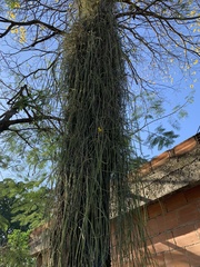 Rhipsalis