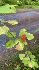 Viburnum edule