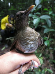 Turdus olivaceofuscus