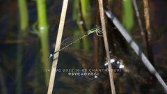 Mortonagrion falcatum