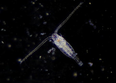 Neocopepoda