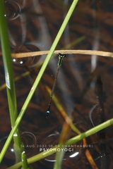 Mortonagrion falcatum