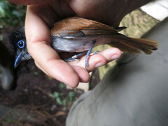 Terpsiphone atrochalybeia